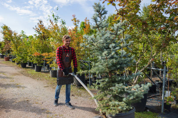 How Our Tree Care Process Works  in  Gardnertown, NY