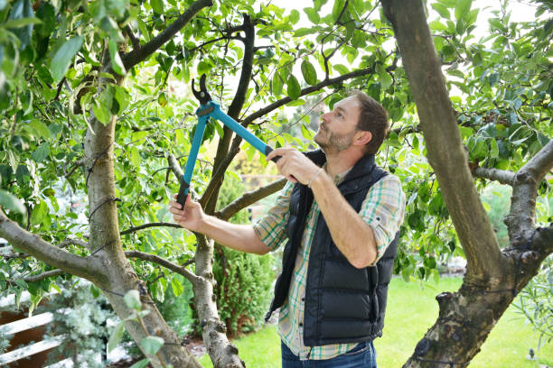 Reliable Gardnertown, NY Tree Services Solutions